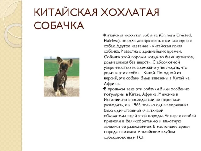 КИТАЙСКАЯ ХОХЛАТАЯ СОБАЧКА Китайская хохлатая собачка (Chinese Crested, Hairless), порода декоративных миниатюрных