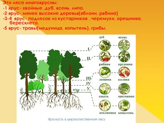 Эти леса многоярусны: -1 ярус- хвойные ,дуб, ясень, липа. -2 ярус- менее