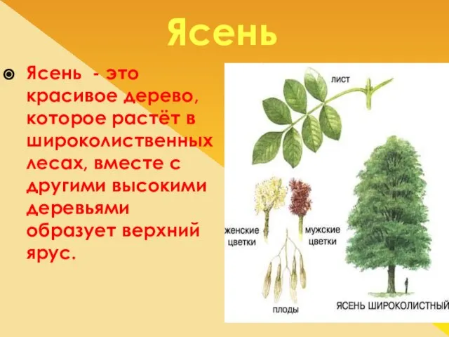 Ясень Ясень - это красивое дерево, которое растёт в широколиственных лесах, вместе