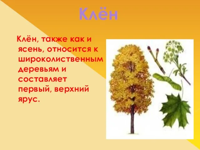 Клён Клён, также как и ясень, относится к широколиственным деревьям и составляет первый, верхний ярус.