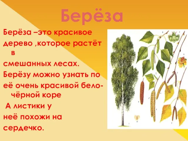 Берёза Берёза –это красивое дерево ,которое растёт в смешанных лесах. Берёзу можно