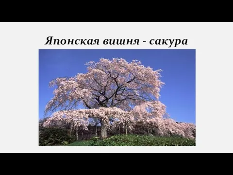 Японская вишня - сакура