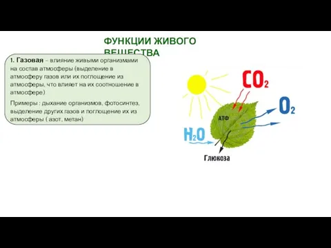 ФУНКЦИИ ЖИВОГО ВЕЩЕСТВА 1. Газовая – влияние живыми организмами на состав атмосферы