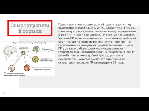 Соматотропный гормон Гормон роста или соматотропный гормон полипептид содержится в крови в