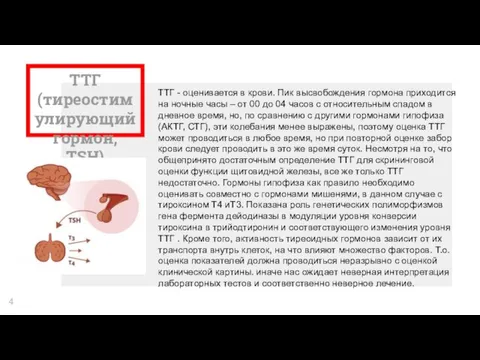 ТТГ(тиреостимулирующий гормон, TSH) ТТГ - оценивается в крови. Пик высвобождения гормона приходится