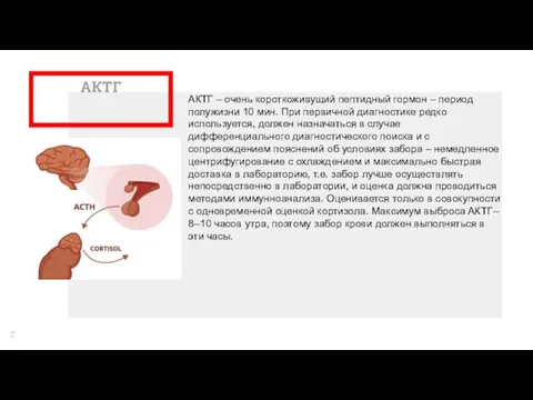 АКТГ АКТГ – очень короткоживущий пептидный гормон – период полужизни 10 мин.