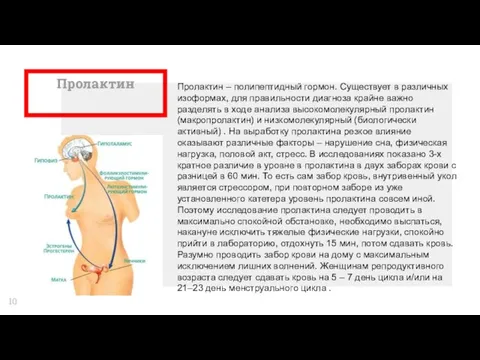 Пролактин Пролактин – полипептидный гормон. Существует в различных изоформах, для правильности диагноза