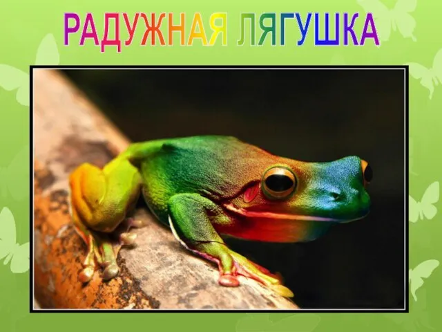 РАДУЖНАЯ ЛЯГУШКА