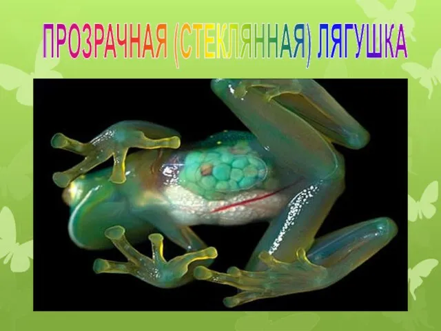 ПРОЗРАЧНАЯ (СТЕКЛЯННАЯ) ЛЯГУШКА