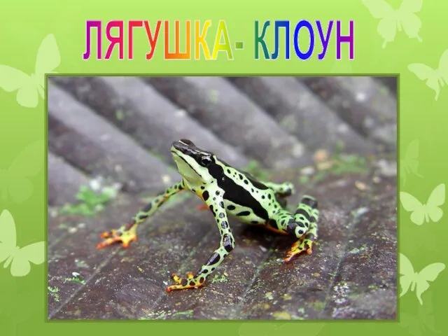 ЛЯГУШКА- КЛОУН