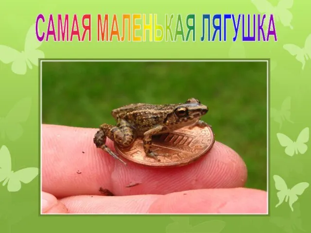 САМАЯ МАЛЕНЬКАЯ ЛЯГУШКА