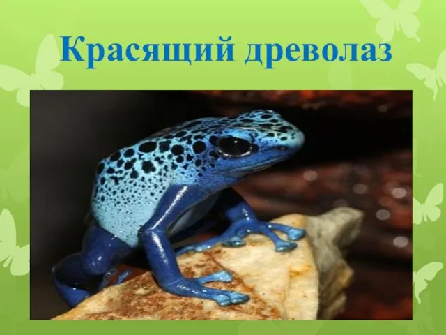 Красящий древолаз