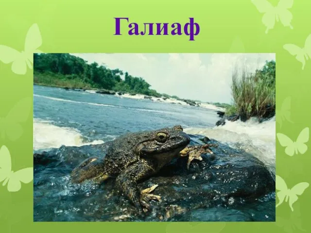 Галиаф