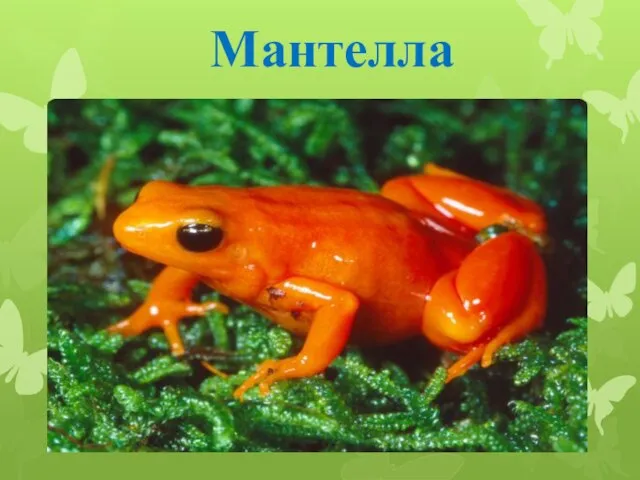 Мантелла