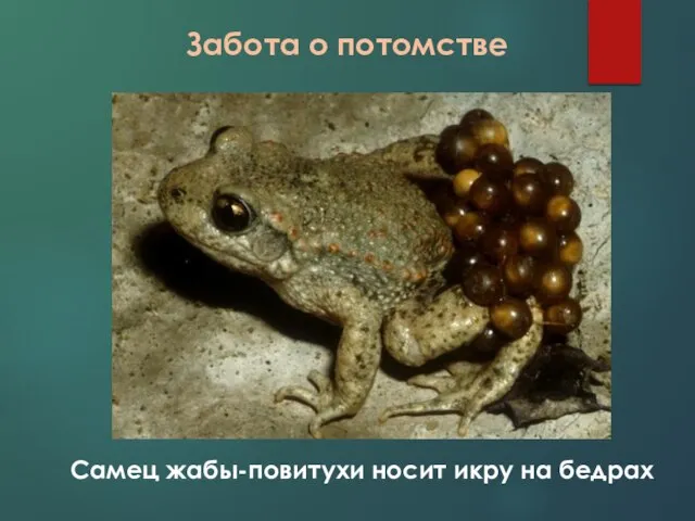 Забота о потомстве Самец жабы-повитухи носит икру на бедрах