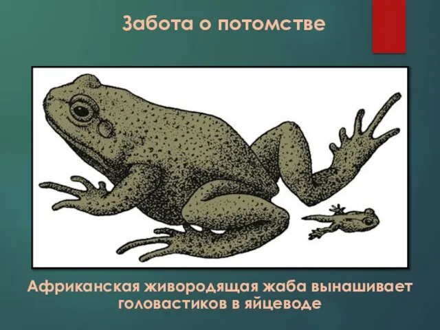 Забота о потомстве Африканская живородящая жаба вынашивает головастиков в яйцеводе