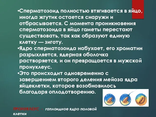 Сперматозоид полностью втягивается в яйцо, иногда жгутик остается снаружи и отбрасывается. С