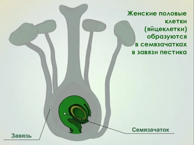 Женские половые клетки (яйцеклетки) образуются в семязачатках в завязи пестика