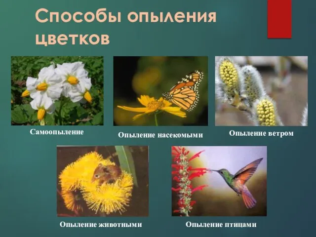Способы опыления цветков Опыление насекомыми Опыление ветром Самоопыление Опыление животными Опыление птицами