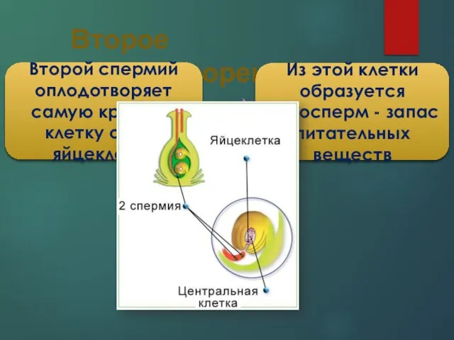 Второе оплодотворение Второй спермий оплодотворяет самую крупную клетку около яйцеклетки Из этой