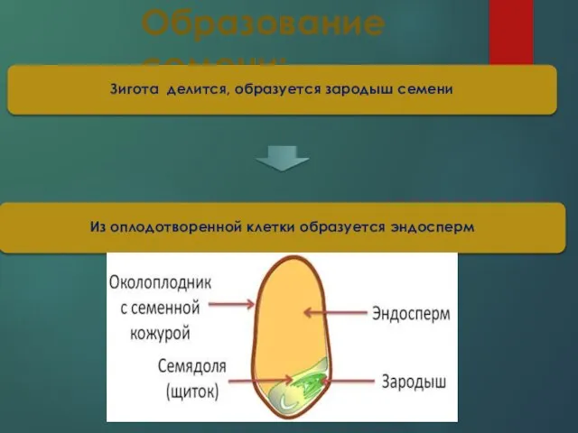 Образование семени: Зигота делится, образуется зародыш семени Из оплодотворенной клетки образуется эндосперм