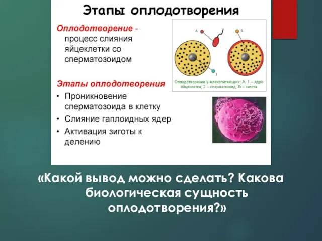 Этапы оплодотворения «Какой вывод можно сделать? Какова биологическая сущность оплодотворения?»