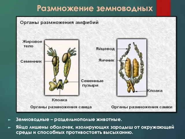 Размножение земноводных Земноводные – раздельнополые животные. Яйца лишены оболочек, изолирующих зародыш от