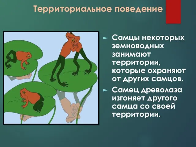 Территориальное поведение Самцы некоторых земноводных занимают территории, которые охраняют от других самцов.