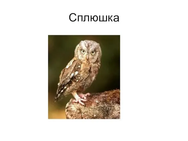 Сплюшка