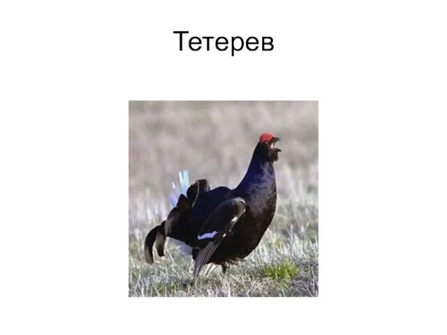 Тетерев