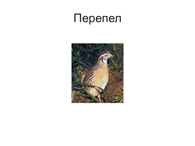 Перепел