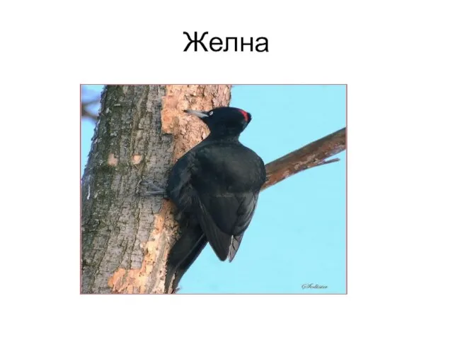 Желна