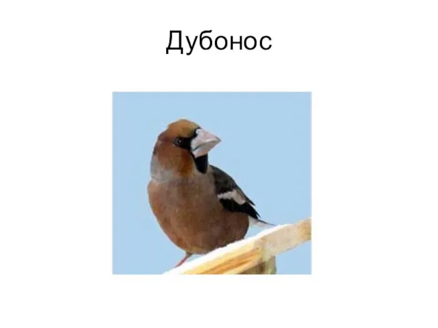 Дубонос