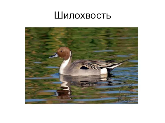 Шилохвость