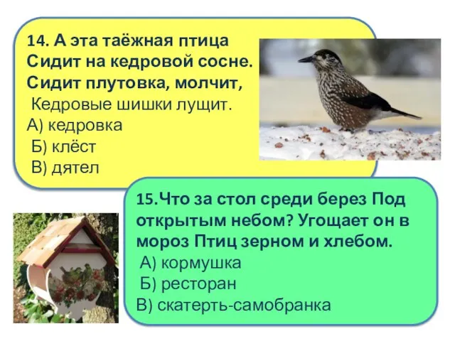 14. А эта таёжная птица Сидит на кедровой сосне. Сидит плутовка, молчит,