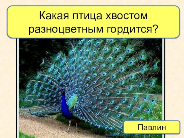 Какая птица хвостом разноцветным гордится? Павлин