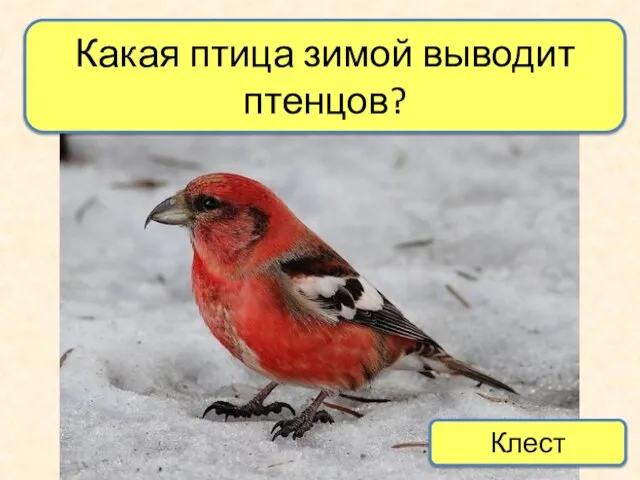 Какая птица зимой выводит птенцов? Клест