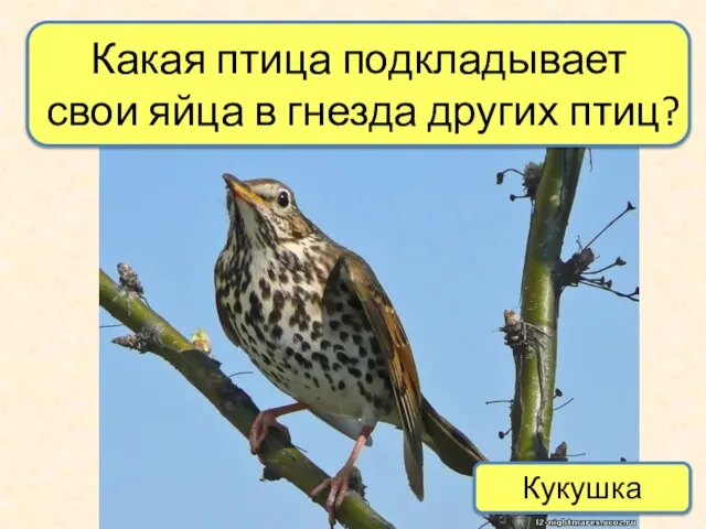 Какая птица подкладывает свои яйца в гнезда других птиц? Кукушка