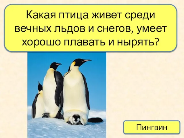 Какая птица живет среди вечных льдов и снегов, умеет хорошо плавать и нырять? Пингвин