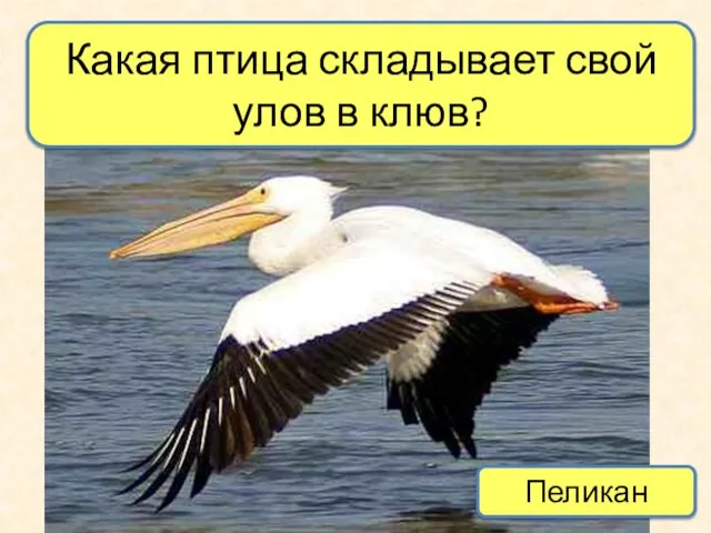 Какая птица складывает свой улов в клюв? Пеликан