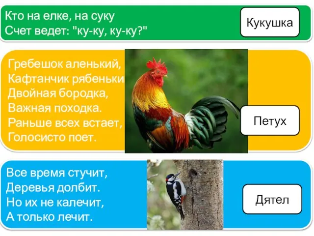 Кто на елке, на суку Счет ведет: "ку-ку, ку-ку?" Гребешок аленький, Кафтанчик