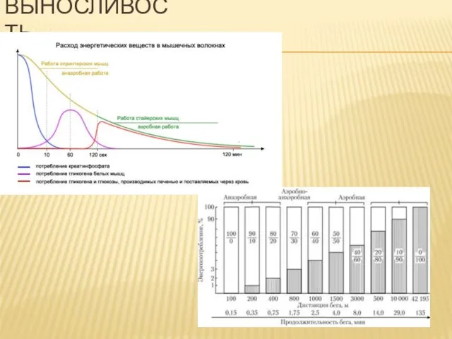 ВЫНОСЛИВОСТЬ