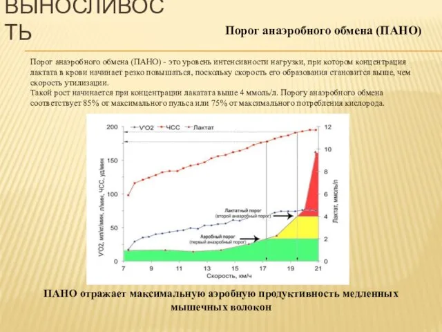 Порог анаэробного обмена (ПАНО) Порог анаэробного обмена (ПАНО) - это уровень интенсивности