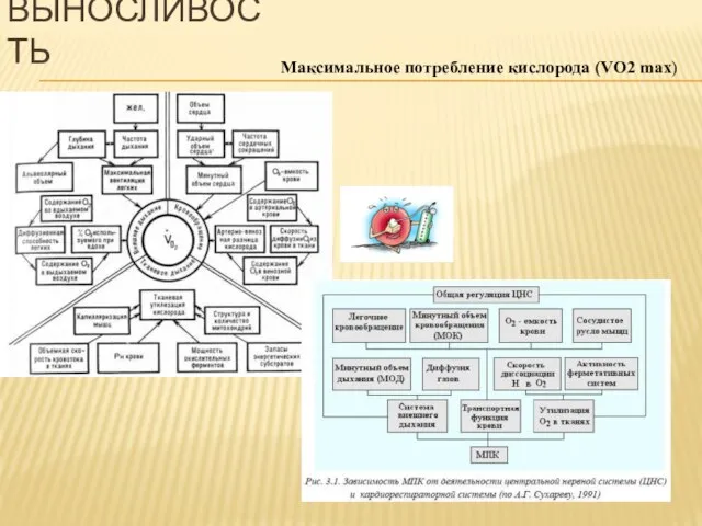 Максимальное потребление кислорода (VO2 max) ВЫНОСЛИВОСТЬ