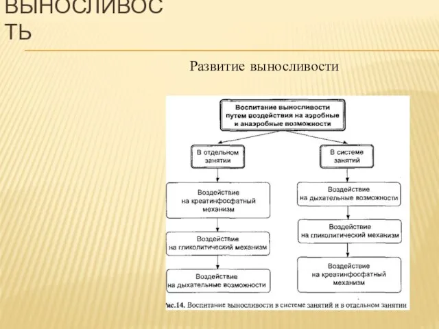 Развитие выносливости ВЫНОСЛИВОСТЬ