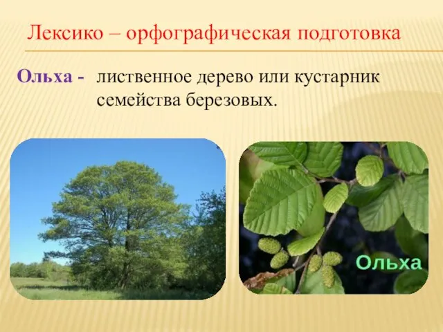 Лексико – орфографическая подготовка Ольха - лиственное дерево или кустарник семейства березовых.