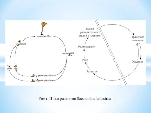 Рис 1. Цикл развития Saccharina latissima