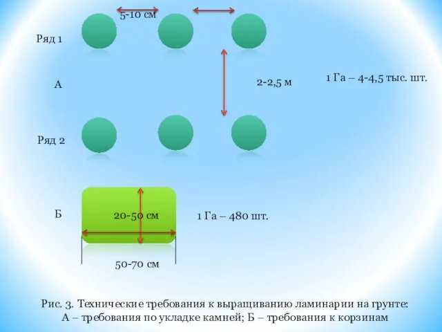 Ряд 1 Ряд 2 5-10 см 2-2,5 м 20-50 см 50-70 см