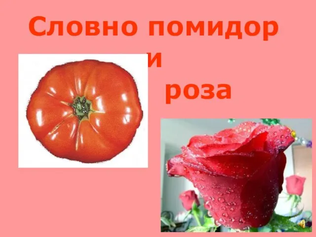 Словно помидор и роза