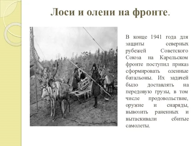 Лоси и олени на фронте. В конце 1941 года для защиты северных